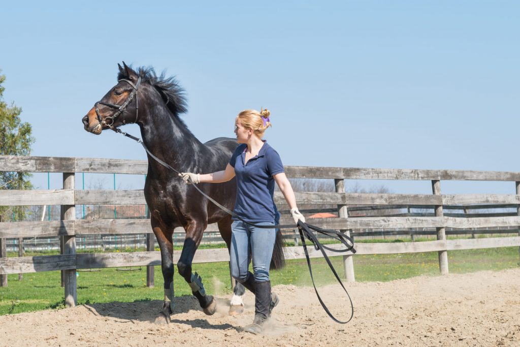 l-levage-des-chevaux-de-course-meilleurs-sites-turf